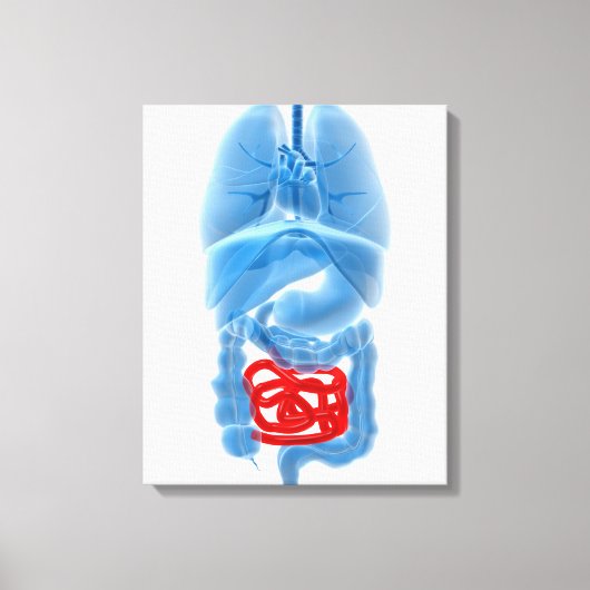 röntgenAfbeelding van interne organen met een klei Canvas Afdruk (Voorkant)