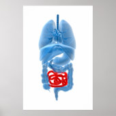 röntgenAfbeelding van interne organen met een klei Poster (Voorkant)