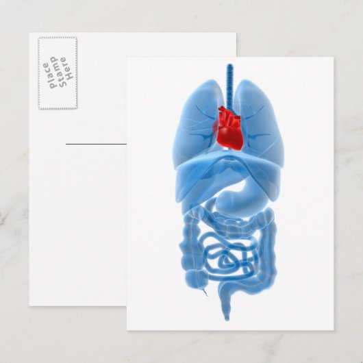 röntgenAfbeelding van interne organen met hart Briefkaart (Voorkant / Achterkant)