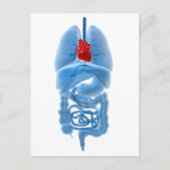 röntgenAfbeelding van interne organen met hart Briefkaart (Voorkant)