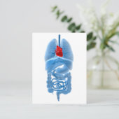 röntgenAfbeelding van interne organen met hart Briefkaart (Staand voorkant)