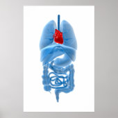 röntgenAfbeelding van interne organen met hart Poster (Voorkant)