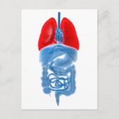 röntgenAfbeelding van interne organen met longen Briefkaart (Voorkant)