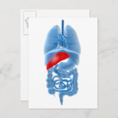 RöntgenAfbeelding van interne organen met pancreas Briefkaart (Voorkant / Achterkant)