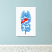 RöntgenAfbeelding van interne organen met pancreas Canvas Afdruk (Insitu (Houten vloer))