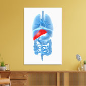 RöntgenAfbeelding van interne organen met pancreas Canvas Afdruk (Insitu (Woonkamer))