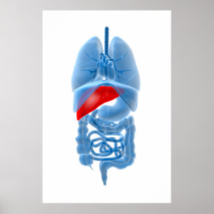 RöntgenAfbeelding van interne organen met pancreas Poster