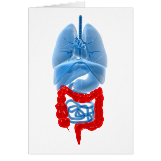 röntgenAfbeelding van inwendige organen met een gr (Voorkant)