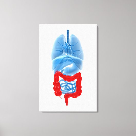 röntgenAfbeelding van inwendige organen met een gr Canvas Afdruk (Voorkant)