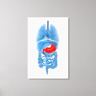 röntgenAfbeelding van inwendige organen met een s Canvas Afdruk