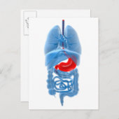 röntgenAfbeelding van inwendige organen met een st Briefkaart (Voorkant / Achterkant)