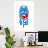 röntgenAfbeelding van inwendige organen met een st Poster (Thuiskantoor)