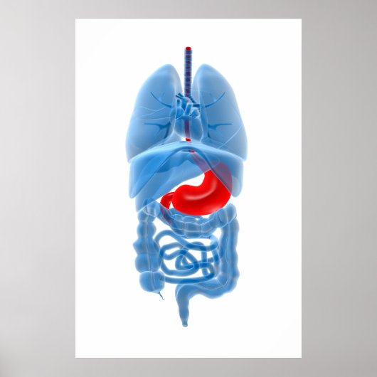 röntgenAfbeelding van inwendige organen met een st Poster (Voorkant)