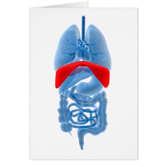 röntgenAfbeelding van inwendige organen met midden (Voorkant)