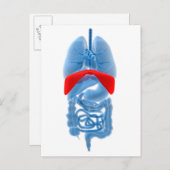 röntgenAfbeelding van inwendige organen met midden Briefkaart (Voorkant / Achterkant)