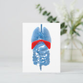 röntgenAfbeelding van inwendige organen met midden Briefkaart (Staand voorkant)