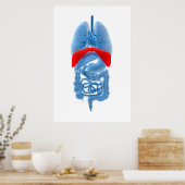 röntgenAfbeelding van inwendige organen met midden Poster (Keuken)