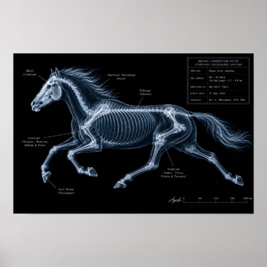 Röntgenbewegingsstudie van galopperende paarden poster (Voorkant)