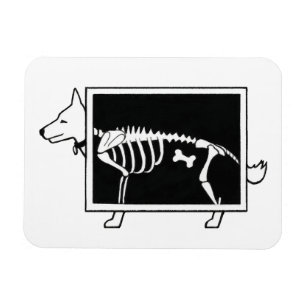 Röntgenfoto van hond magneet