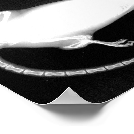 röntgenfoto van ratten poster (Hoek)