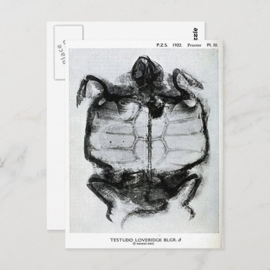  röntgenfoto's van schildpad briefkaart (Voorkant / Achterkant)