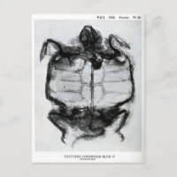 röntgenfoto's van schildpad