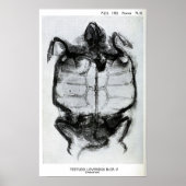 röntgenfoto's van schildpad poster (Voorkant)