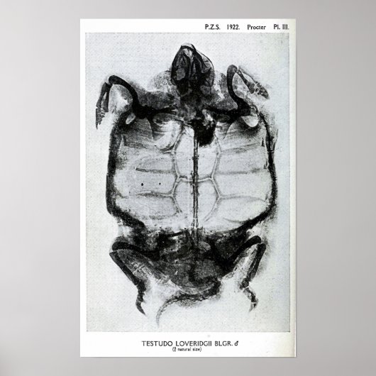  röntgenfoto's van schildpad poster (Voorkant)