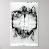  röntgenfoto's van schildpad poster (Voorkant)