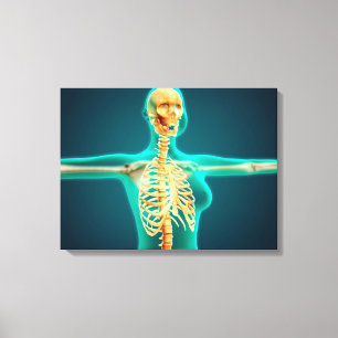 RöntgenUitzicht van het Vrouw bovenlichaam met ri Canvas Afdruk
