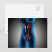 RöntgenUitzicht van het Vrouw met een voortplantin Briefkaart (Voorkant / Achterkant)