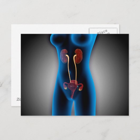 RöntgenUitzicht van het Vrouw met een voortplantin Briefkaart (Voorkant / Achterkant)