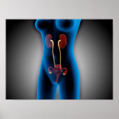 RöntgenUitzicht van het Vrouw met een voortplantin Poster (Voorkant)