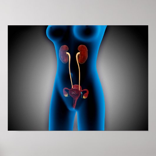 RöntgenUitzicht van het Vrouw met een voortplantin Poster (Voorkant)