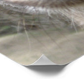 Roo Bob Poster (Hoek)