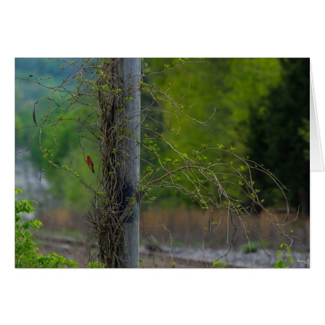 Rood (Voorkant Horizontaal)