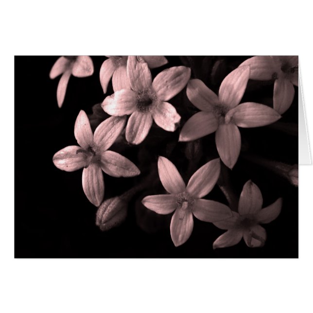 rood (Voorkant Horizontaal)