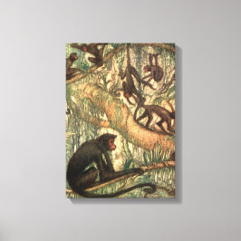 Rood Aangezichtspinaapapen door Louis Sargent Canvas Afdruk