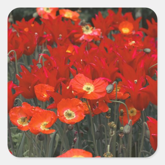 Rood als je tulpen vierkante sticker (Voorkant)