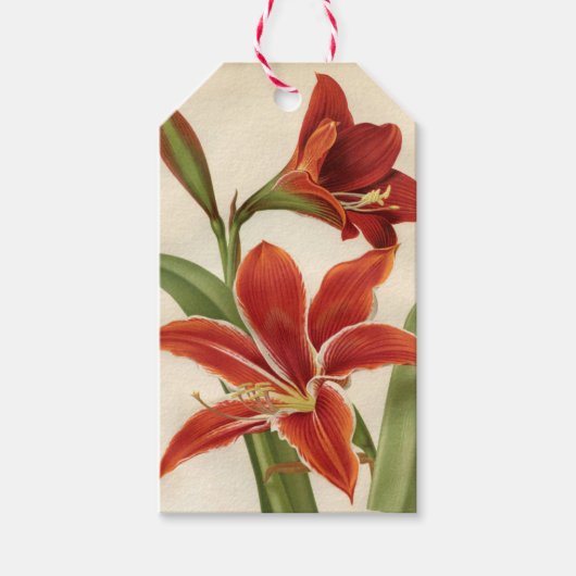  rood amaryllis kerstcadeau Label Cadeaulabel (Voorkant)