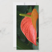 Rood Anthurium Plant tegen olie Bedankkaart (Voorkant)