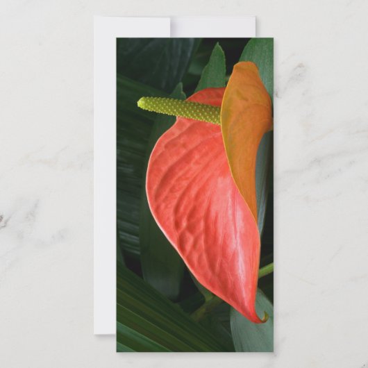 Rood Anthurium Plant tegen olie Bedankkaart (Voorkant)