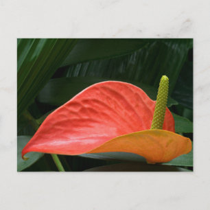 Rood Anthurium Plant tegen olie Briefkaart