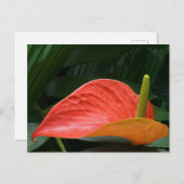 Rood Anthurium Plant tegen olie Briefkaart (Voorkant / Achterkant)