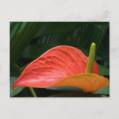 Rood Anthurium Plant tegen olie Briefkaart (Voorkant)