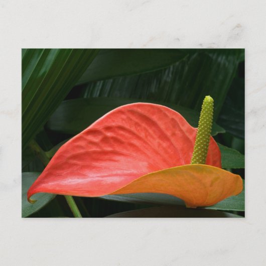Rood Anthurium Plant tegen olie Briefkaart (Voorkant)