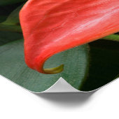 Rood Anthurium Plant tegen olie Poster (Hoek)