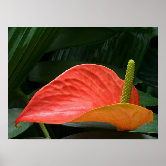 Rood Anthurium Plant tegen olie Poster (Voorkant)