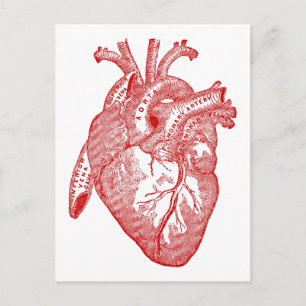 Rood Antiek anatomisch hart Briefkaart