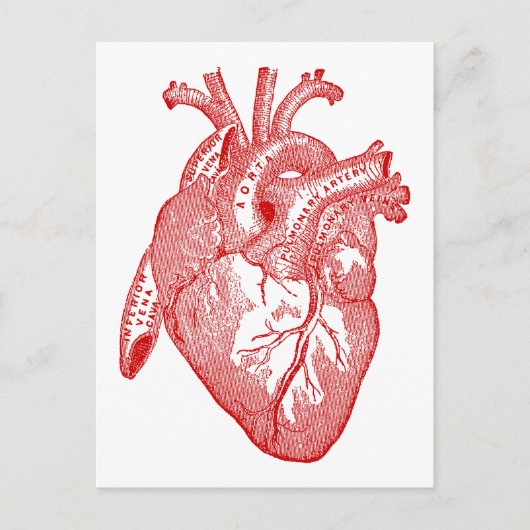 Rood Antiek anatomisch hart Briefkaart (Voorkant)
